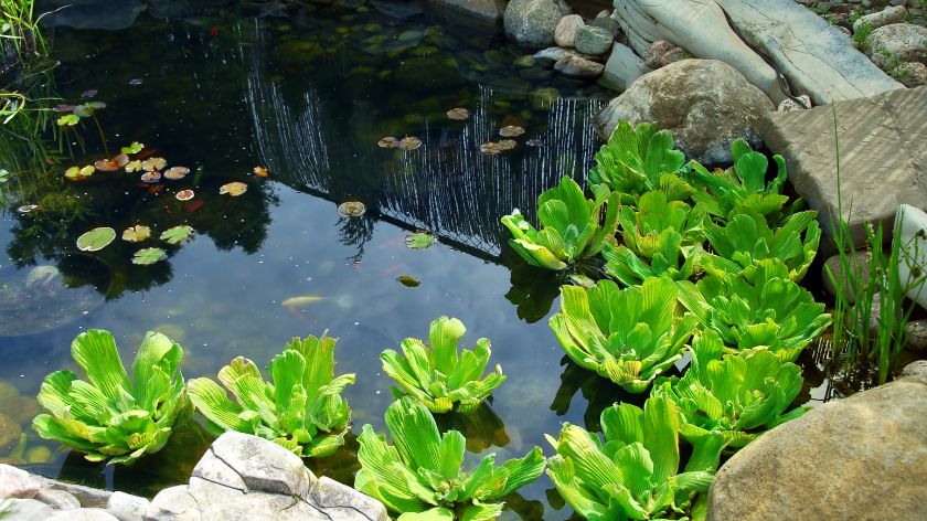 Pond Repair in California: Restore and Revitalize Your Pond